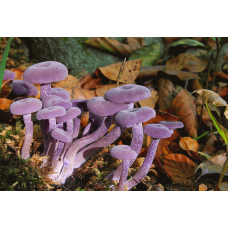Мицелий Лаковицы аметистовой / Лаковица лиловая (Laccaria amethystina)
